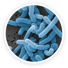 Lactobacillus paracasei under the microscope