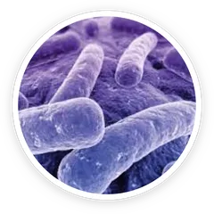 Bifidobacterium lactis BL-04 under the microscope