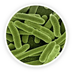 Lactobacillus reuteri under the microscope